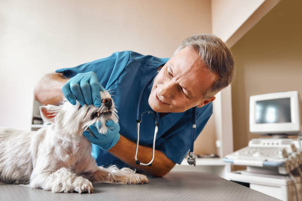 Best Pediatric Emergency Dentist in Huntington, TX